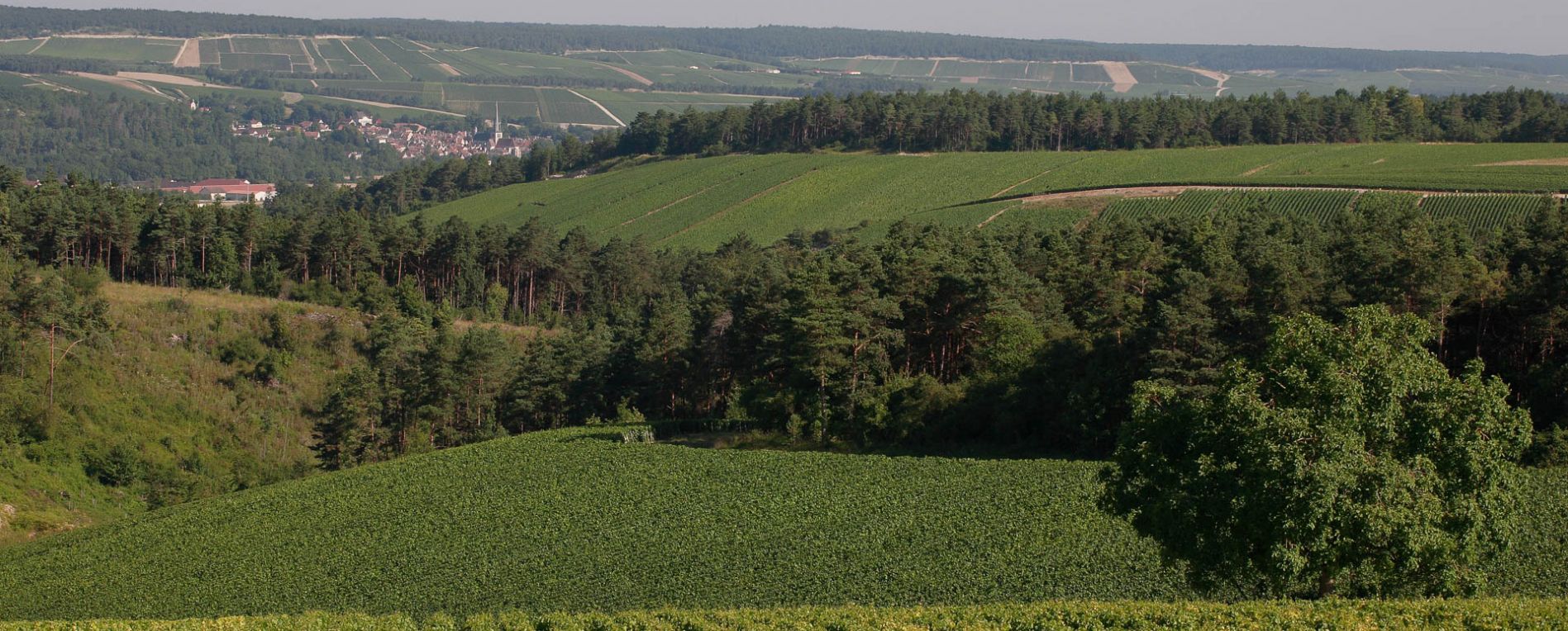 Le Magny*** |  Vignobles Les Riceys